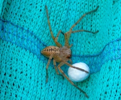 Curicaberis culiacan