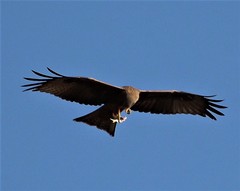 Milvus migrans parasitus