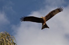 Milvus migrans parasitus