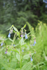 Mertensia paniculata