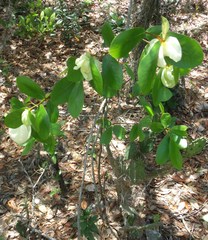 Asimina reticulata