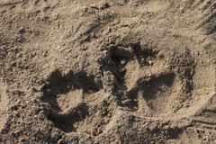 Hyaena hyaena