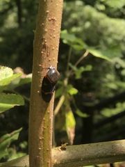 Okiscarta uchidae