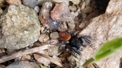 Phidippus johnsoni