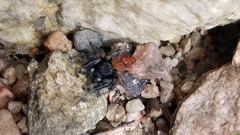 Phidippus johnsoni