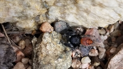 Phidippus johnsoni
