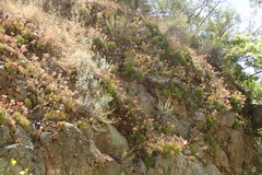 Dudleya viscida