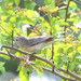 Lucy's Warbler - Photo (c) Jerry Oldenettel, some rights reserved (CC BY-NC-SA)