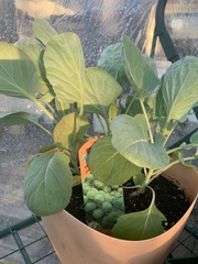 Brassica oleracea gemmifera