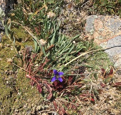 Gentianopsis barbellata