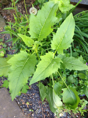 Silphium perfoliatum