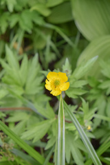 Ranunculus orthorhynchus