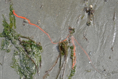 Tubulanus