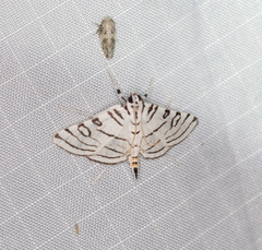 Conchylodes concinnalis