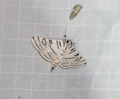 Conchylodes concinnalis