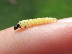 Dichomeris heriguronis