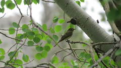 Empidonax occidentalis
