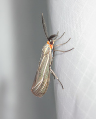 Ctenucha
