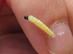 Dichomeris heriguronis