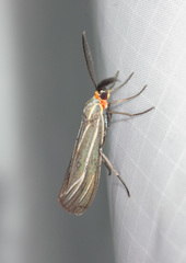 Ctenucha