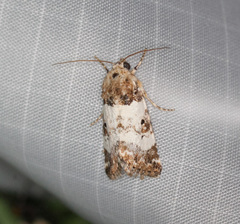 Pseudacontia crustaria