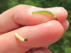 Dichomeris heriguronis
