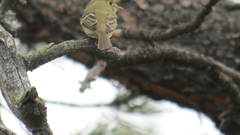 Empidonax occidentalis