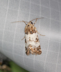 Pseudacontia crustaria