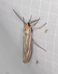 Ctenucha