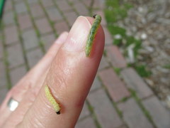 Dichomeris heriguronis
