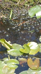 Lithobates virgatipes