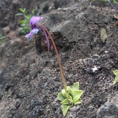 Pinguicula moranensis
