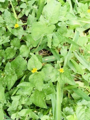 Calyptocarpus vialis