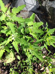 Chenopodium ficifolium