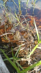 Lithobates virgatipes