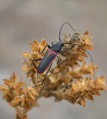 Metaleptus angulatus