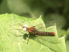 Maccaffertium ithaca