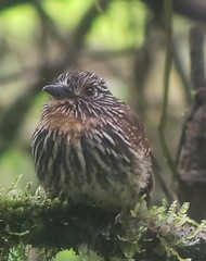 Malacoptila fulvogularis