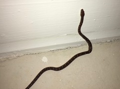 Pseudelaphe flavirufa