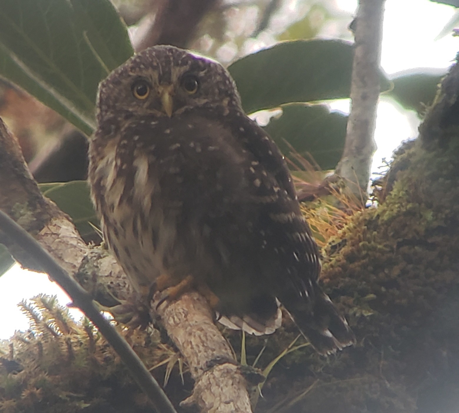 Glaucidium jardinii image