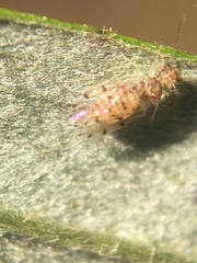 Ectopsocus californicus