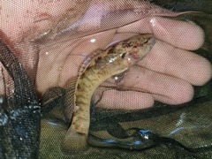 Etheostoma crossopterum