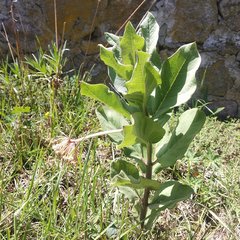 Asclepias otarioides