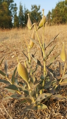 Asclepias glaucescens