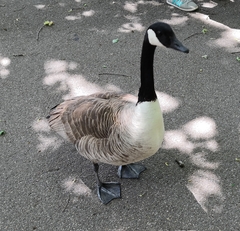 Branta canadensis