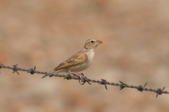 Mirafra javanica