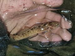 Etheostoma crossopterum