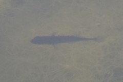 Gasterosteus aculeatus