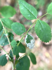 Stigmella anomalella