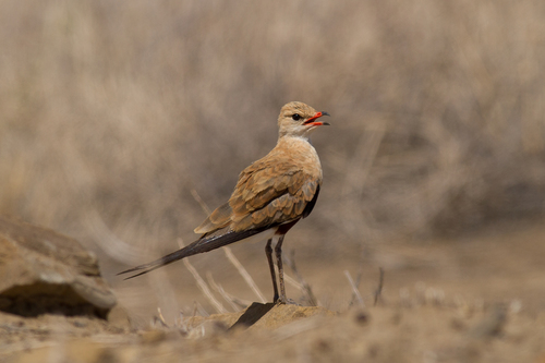 Australian Pratincole (Glareola isabella), photo 6